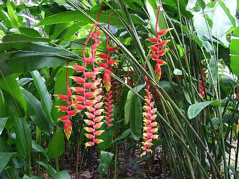 Cây Chuối Pháo