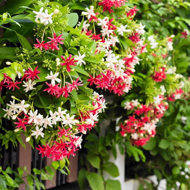 Dây Sử Quân Tử