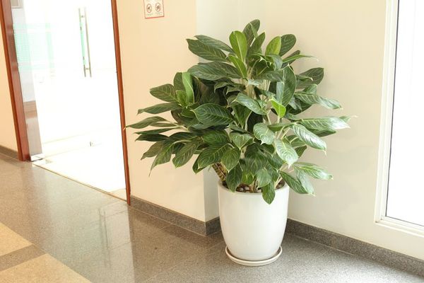 Cây Bạch Mã Hoàng Tử