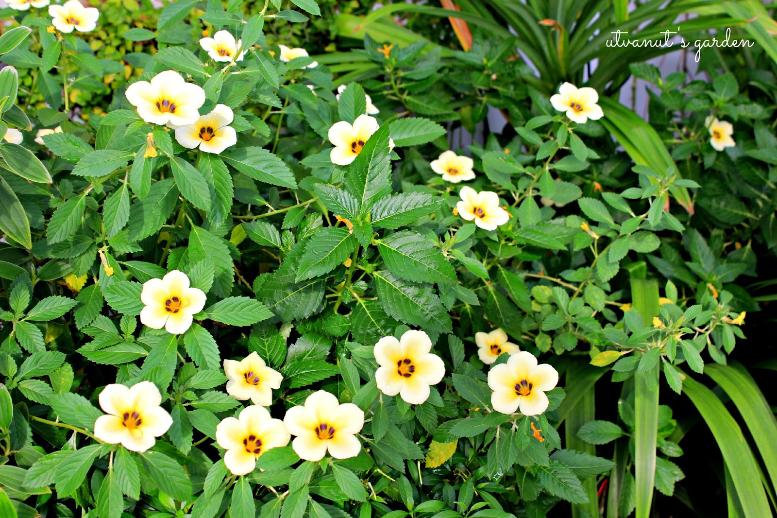 Cây Đông Hầu Kem