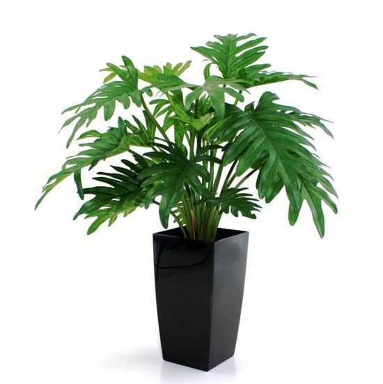 Cây Trầu Bà Lá Xẻ