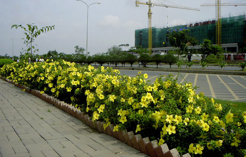 Cây Huỳnh Anh, Dây Huỳnh Anh