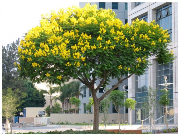 Cây Muồng Hoa Vàng