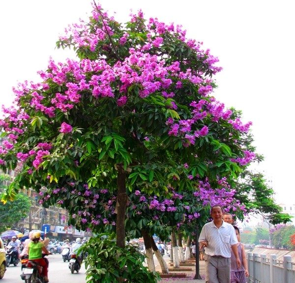 Cây Bằng Lăng Tím