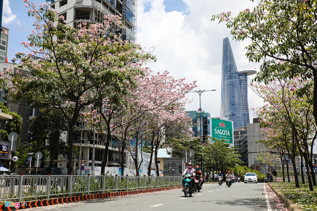 Cây Kèn Hồng