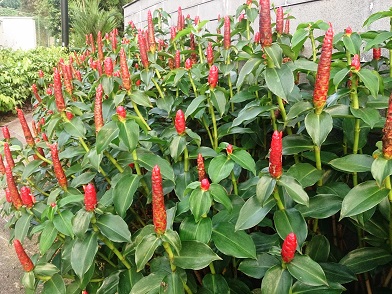 Cây Phúc Lộc Thọ