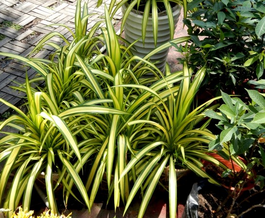 Cây Dứa Vạn Phát