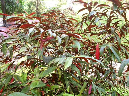 Cây Đơn Lá Đỏ