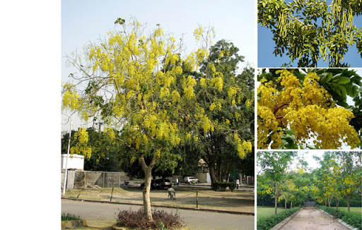 Cây Muồng Hoàng Yến ( Bò Cạp Nước)