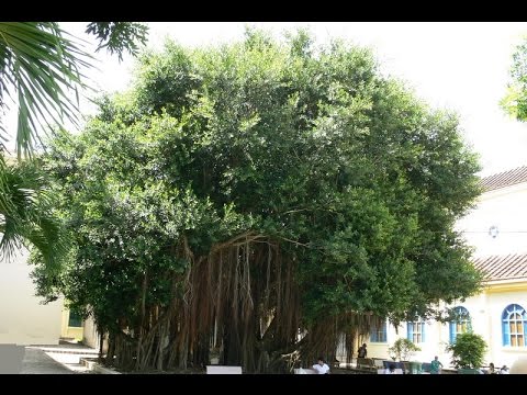 Cây Gừa (Cây Si)