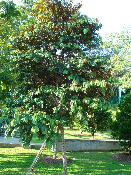 Cây Vú Sữa